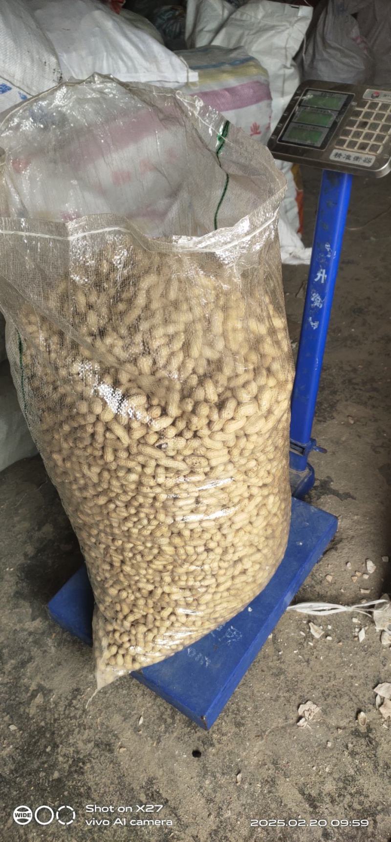 稀有黑花生品种