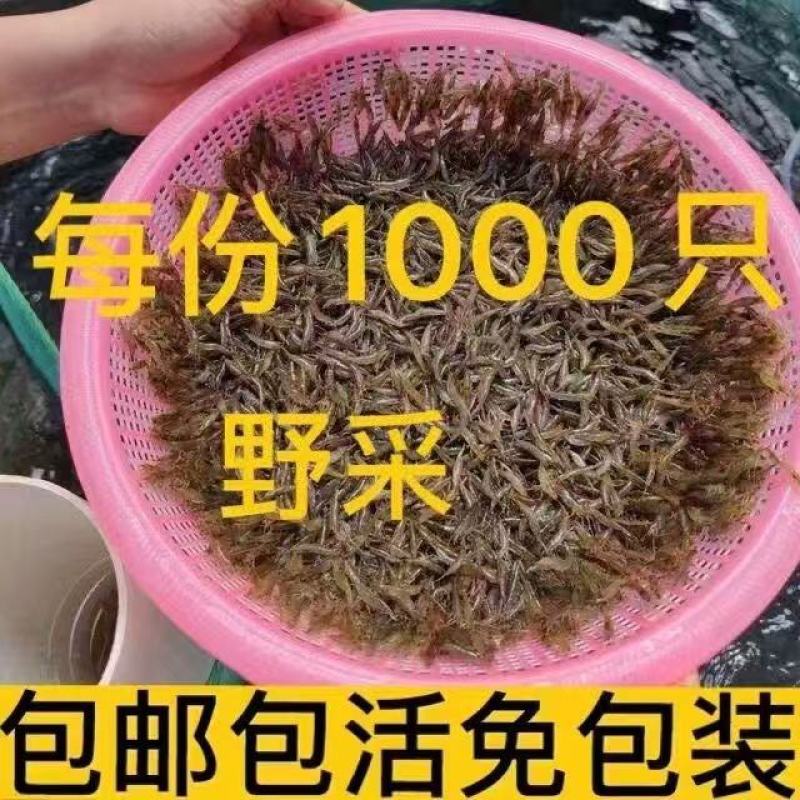 黑壳虾草缸清洁虾乌龟龙鱼饲料除藻虾观赏虾工具虾草虾活体虾