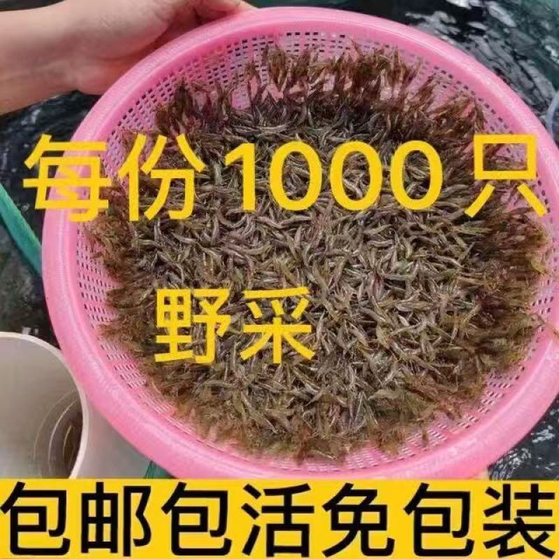 黑壳虾草缸清洁虾乌龟龙鱼饲料除藻虾观赏虾工具虾草虾活体虾