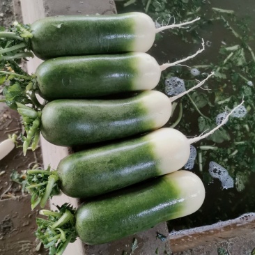 萝卜水果萝卜产地直供保质保量欢迎订购