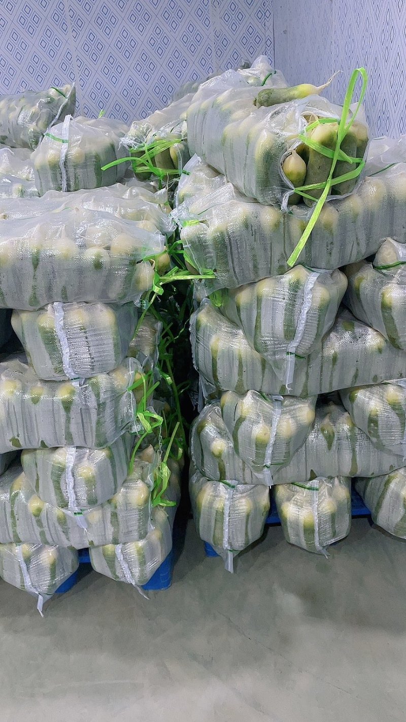 萝卜水果萝卜产地直供保质保量欢迎订购
