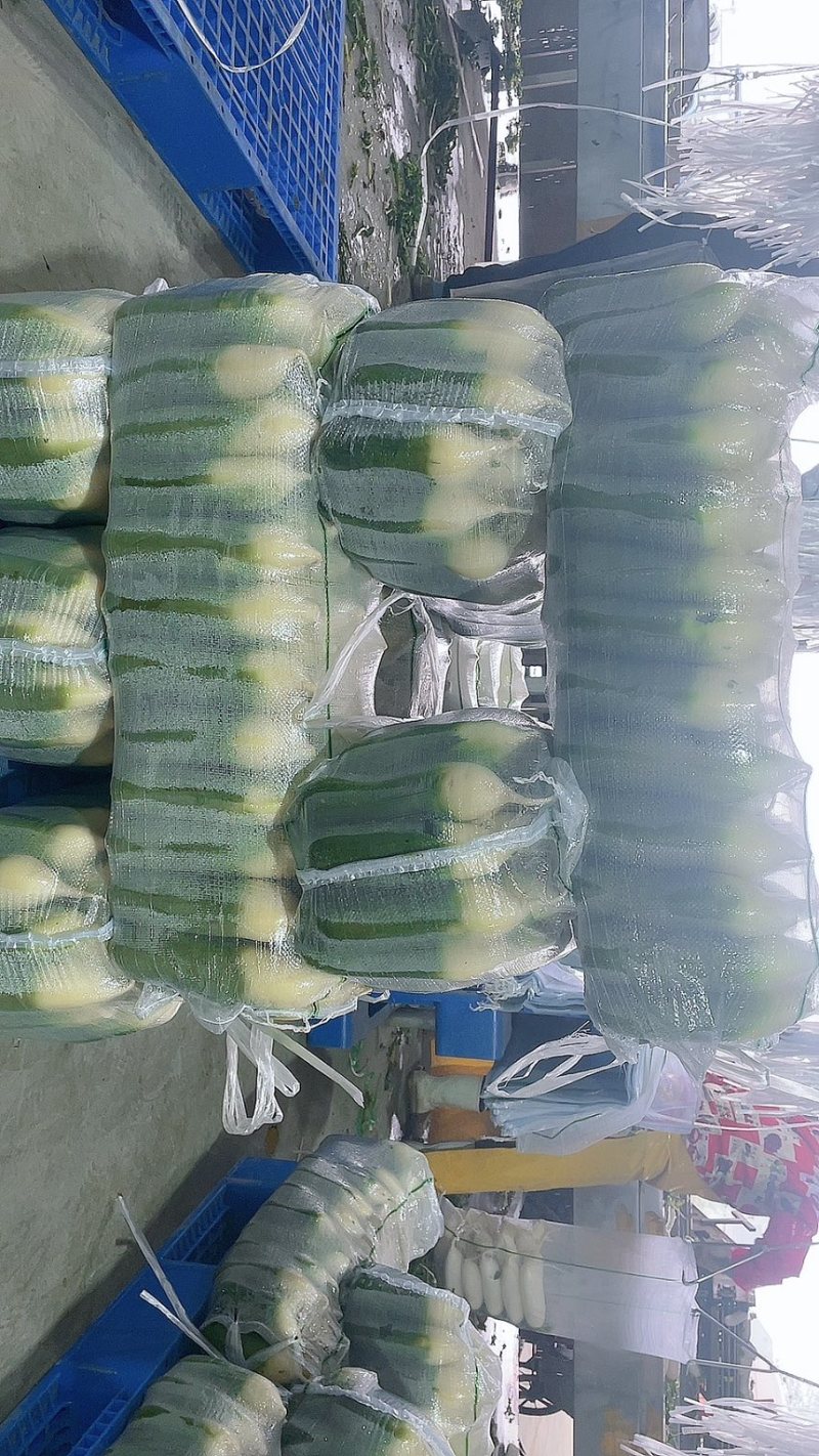 萝卜水果萝卜产地直供保质保量欢迎订购