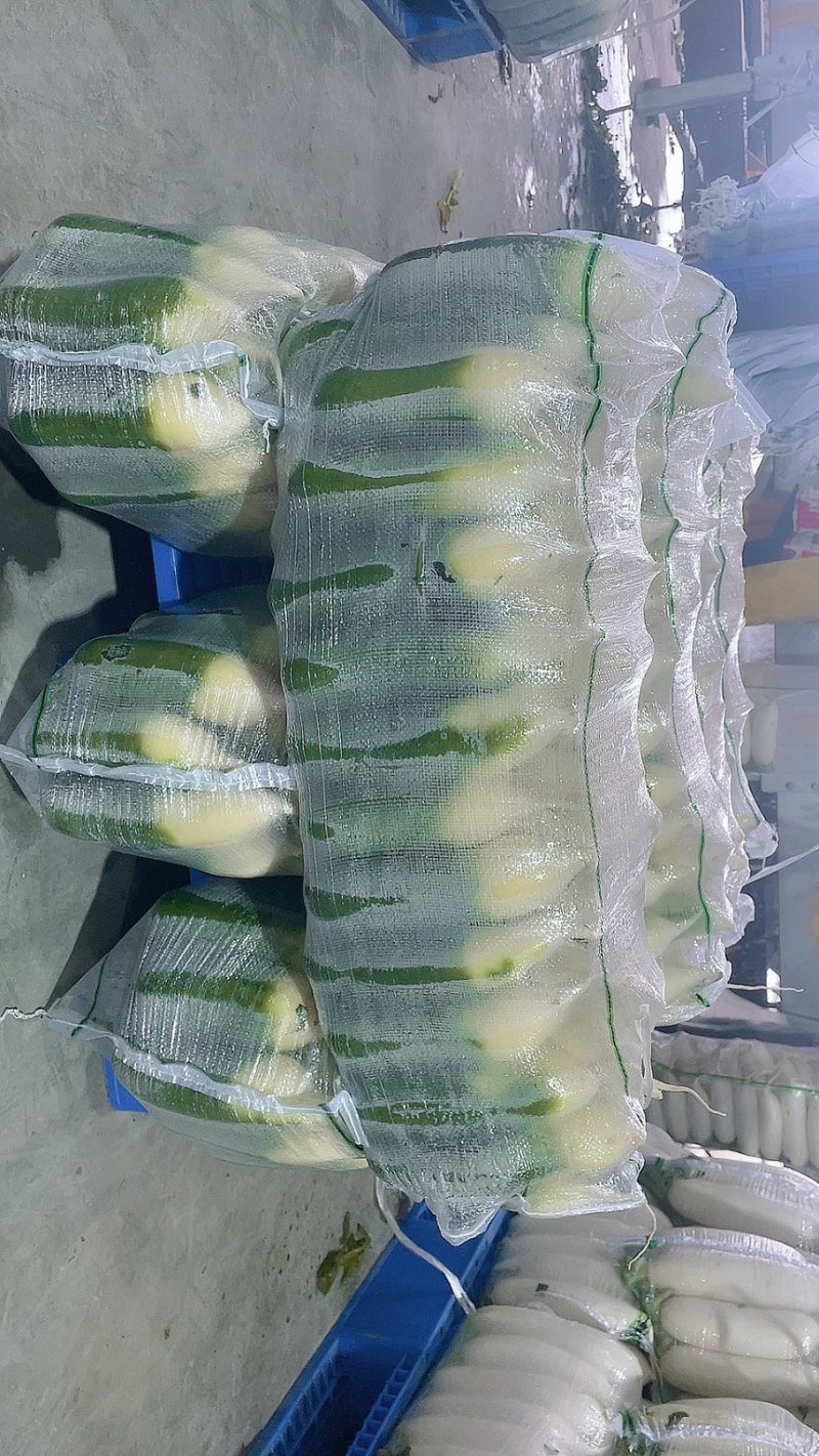 萝卜水果萝卜产地直供保质保量欢迎订购