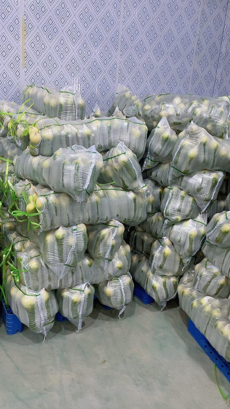 萝卜水果萝卜产地直供保质保量欢迎订购