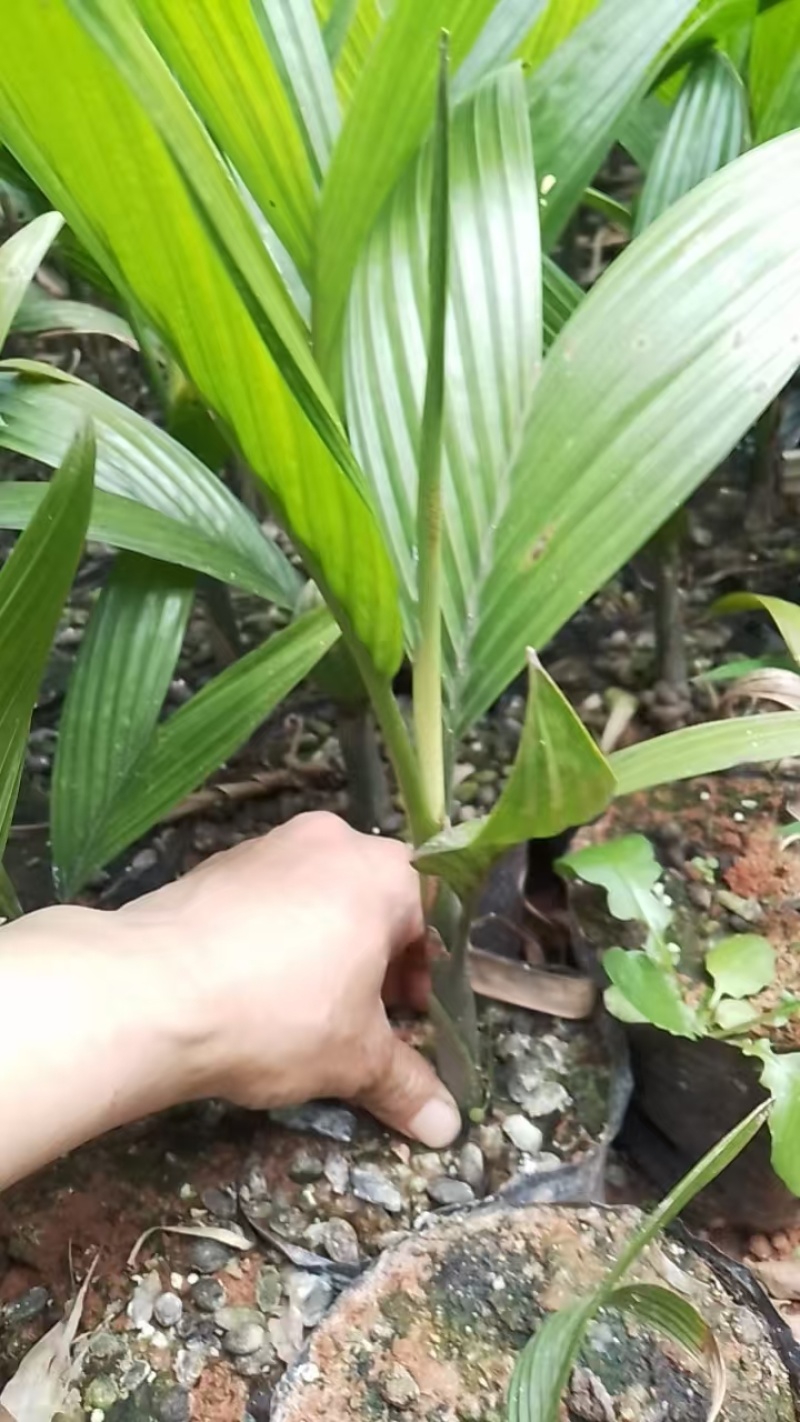 正宗海南槟榔种，槟榔苗