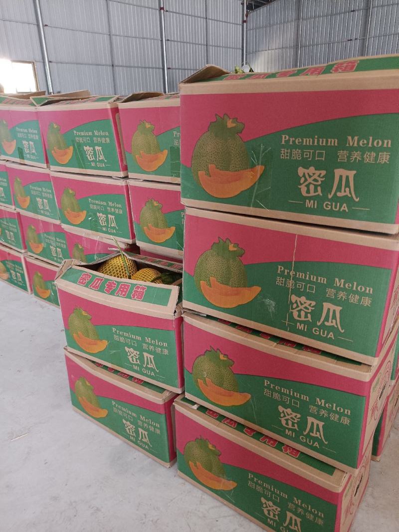 海南晓蜜25哈密瓜海南哈密瓜大量供应全国发货