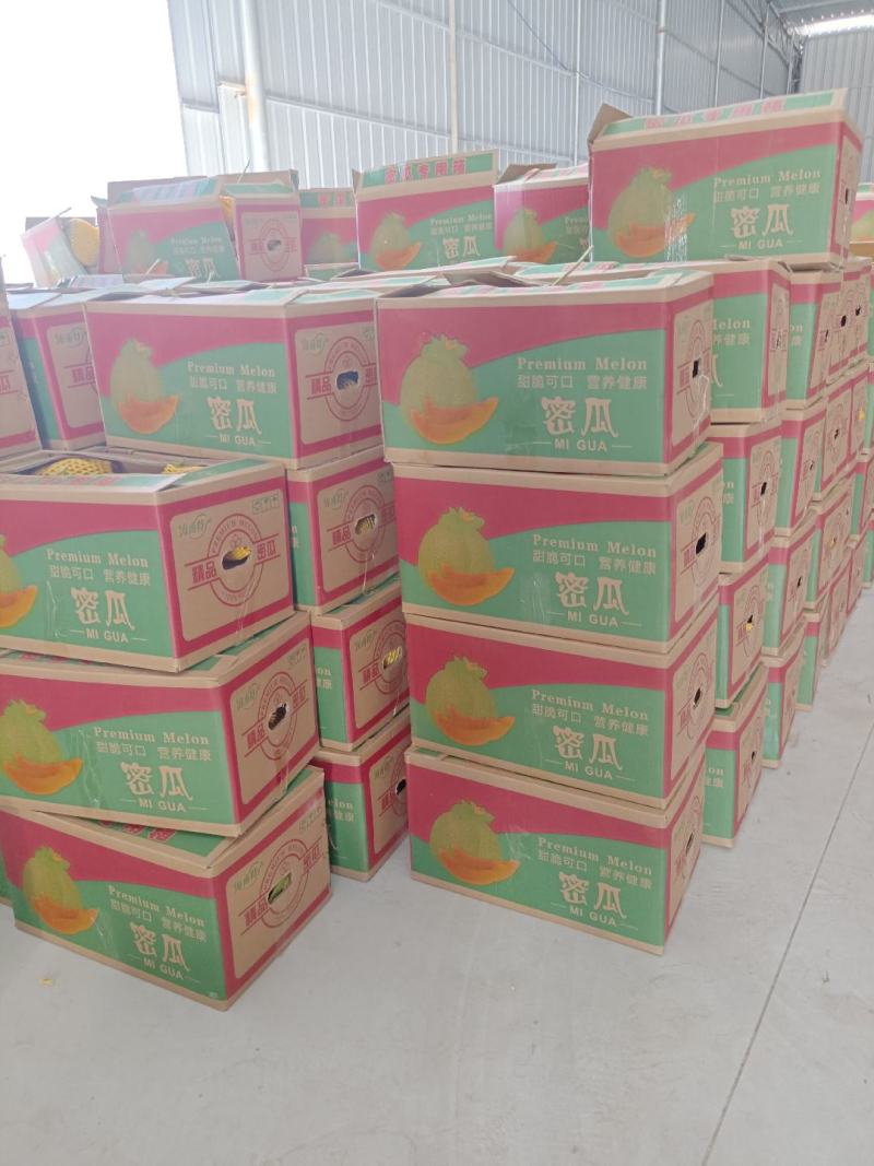 海南晓蜜25哈密瓜海南哈密瓜大量供应全国发货