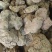 茱砂莲各种电商爆品需要的老板欢迎了解