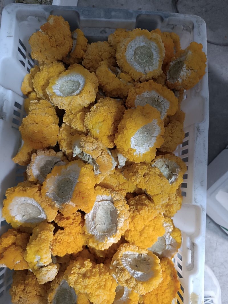金耳干品，有需要的直接电话联系我量多优惠，欢迎交流合作。