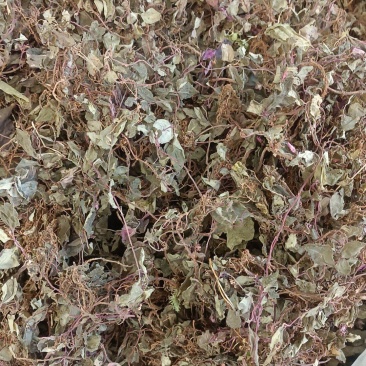 风柜斗草野生货，各种中药材名贵药材冷背药材批发