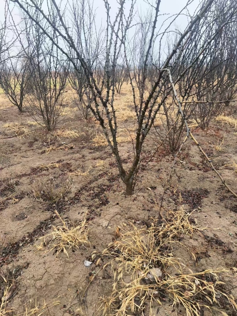 优良品种花椒树4～5公分低价出售