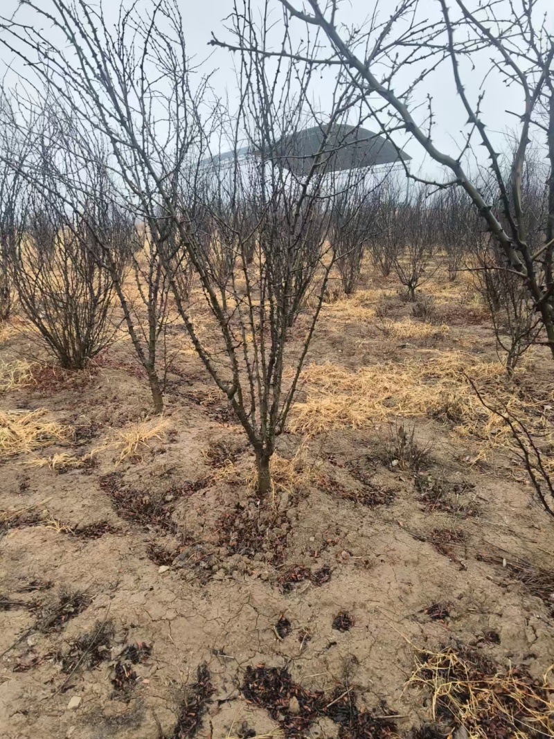 优良品种花椒树4～5公分低价出售