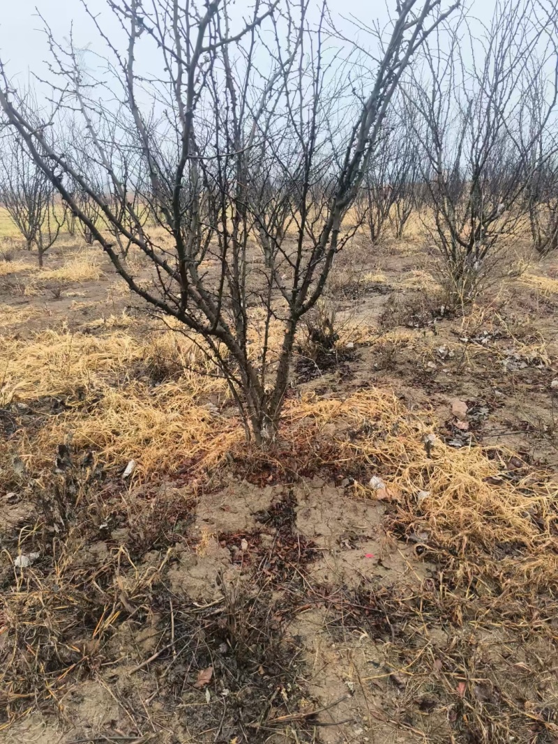 优良品种花椒树4～5公分低价出售