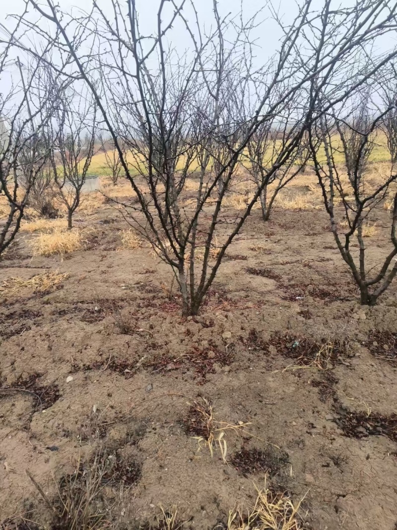 优良品种花椒树4～5公分低价出售