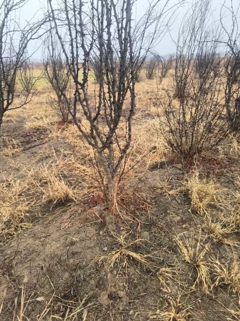 优良品种花椒树4～5公分低价出售