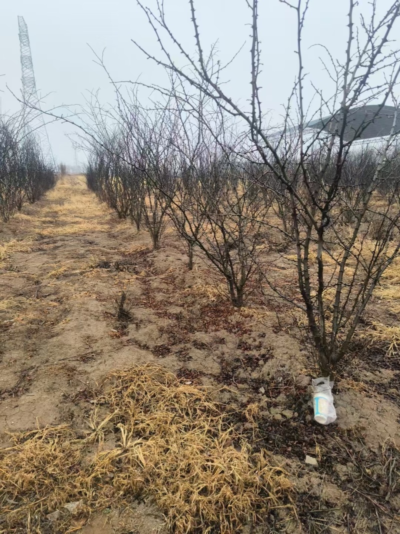 优良品种花椒树4～5公分低价出售