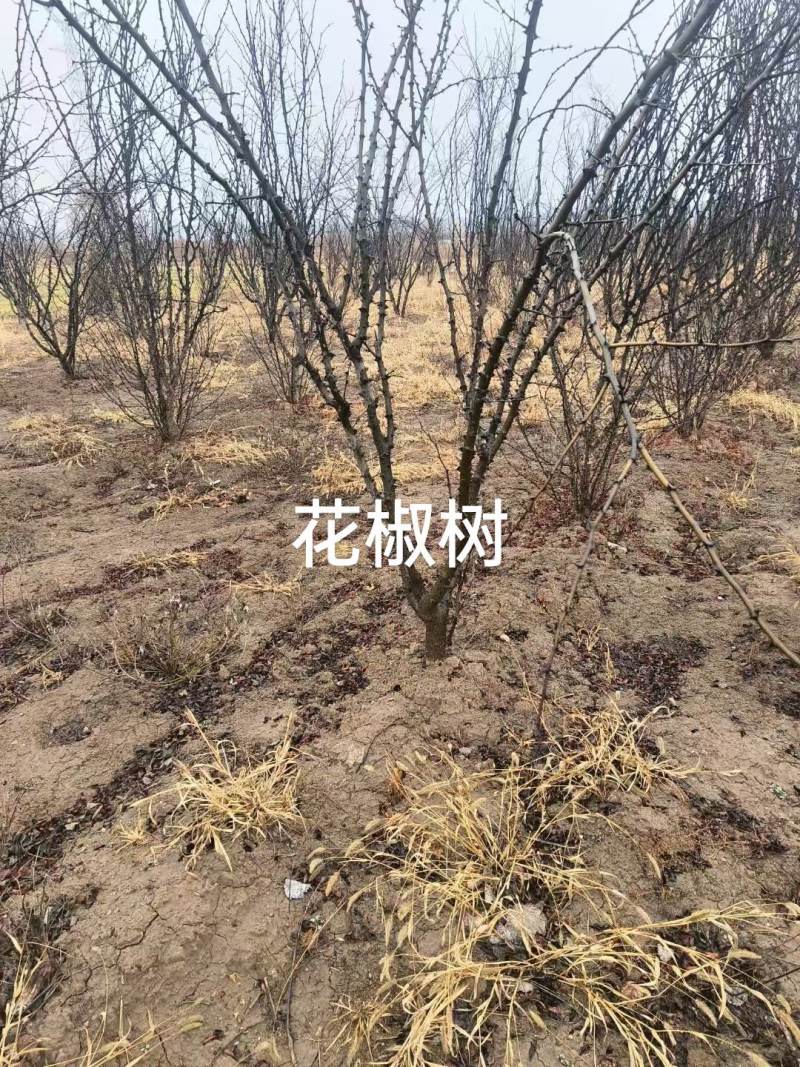 优良品种花椒树4～5公分低价出售