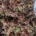四川大竹县红色鲜香椿芽6～9cm现采直达全国可发货