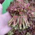 四川大竹县红色鲜香椿芽6～9cm现采直达全国可发货