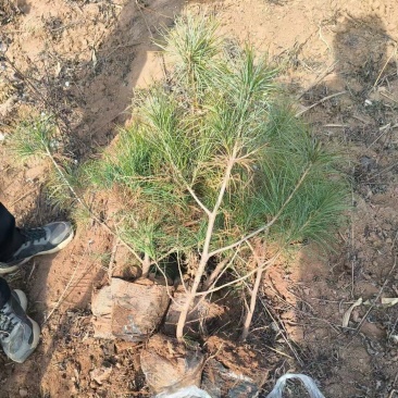 精品高度40公分左右杯苗华山松