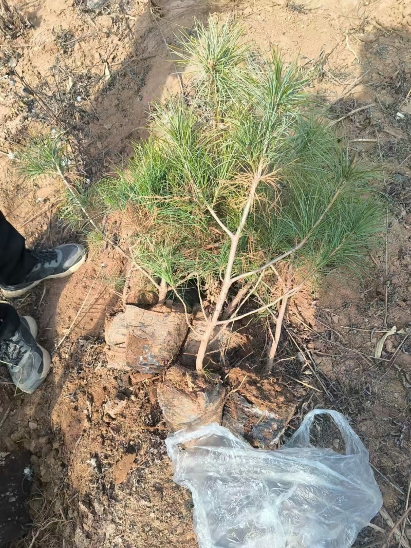 精品高度40公分左右杯苗华山松