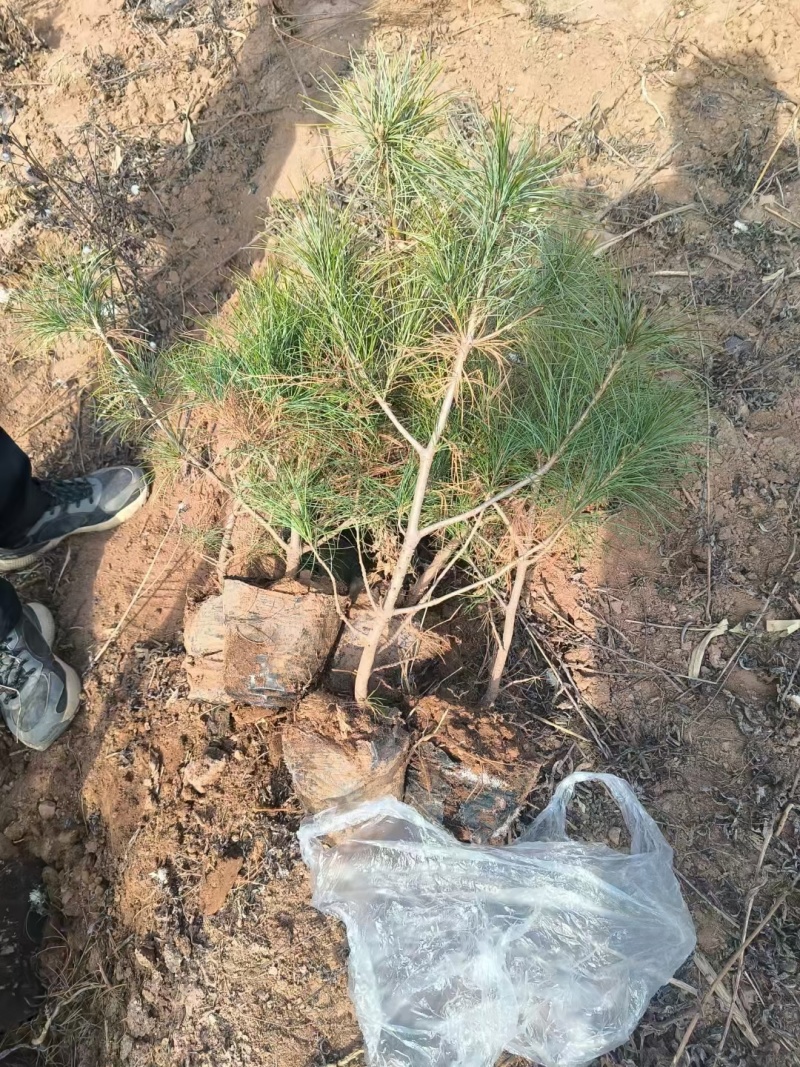 精品高度40公分左右杯苗华山松