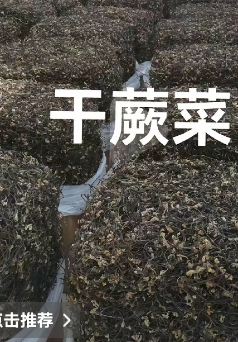 蕨菜干