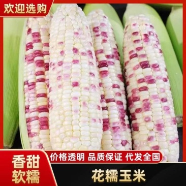 花糯玉米香甜可口产地直供价格美丽
