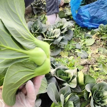 南通叶菜苏州青上海青小白菜