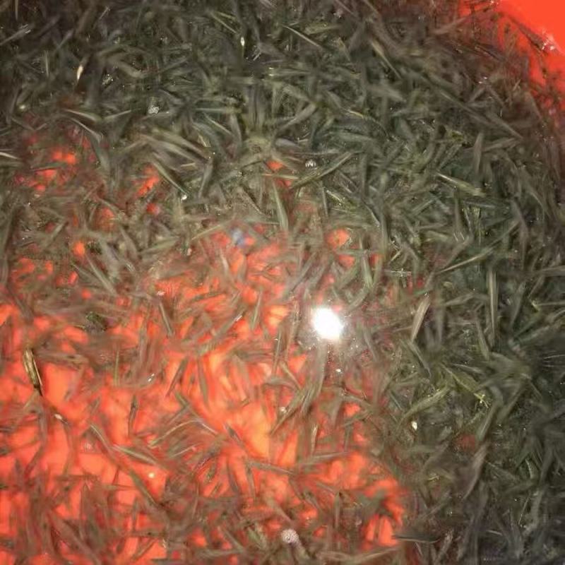 黑壳虾草缸清洁虾乌龟龙鱼饲料除藻虾观赏虾工具虾草虾活体虾