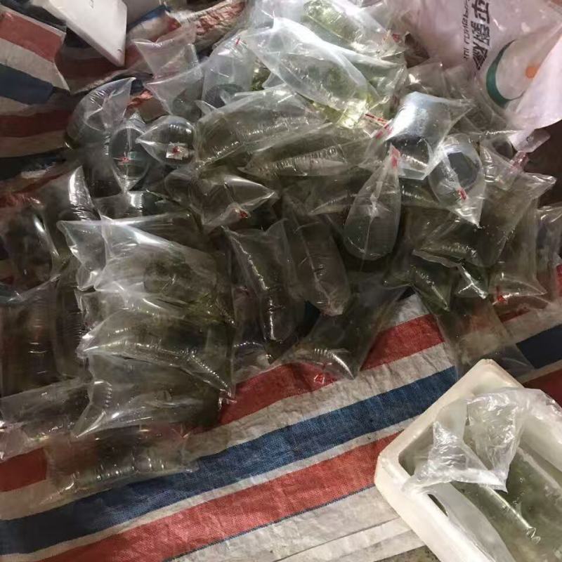 黑壳虾草缸清洁虾乌龟龙鱼饲料除藻虾观赏虾工具虾草虾活体虾