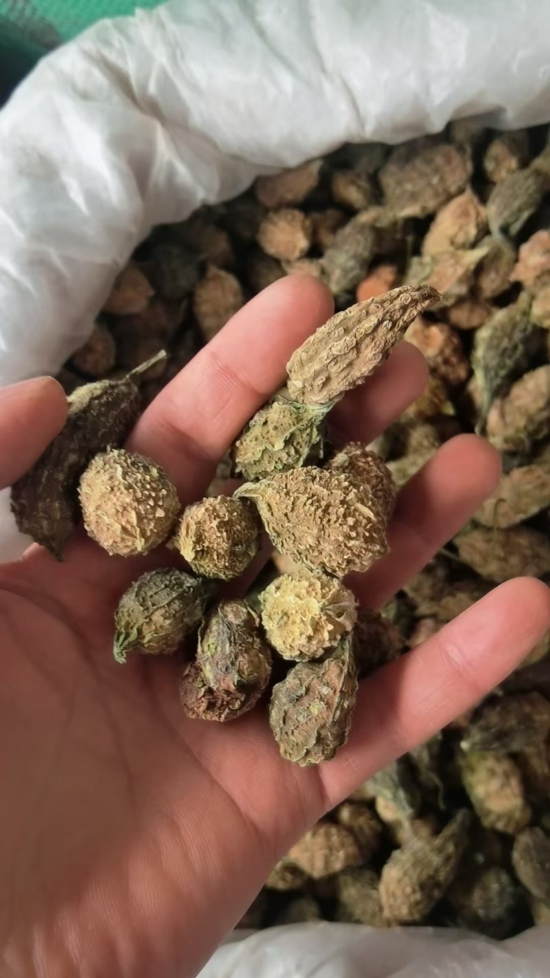 山苦瓜云南土特产野生山苦瓜小苦瓜整颗炖汤特级农家