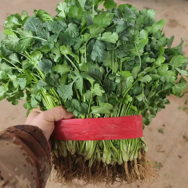 精品香菜