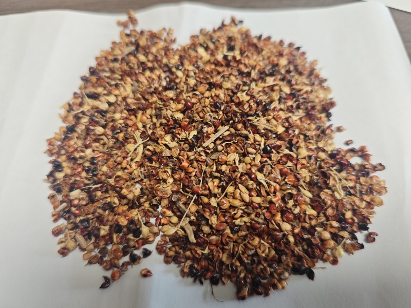 高粱壳