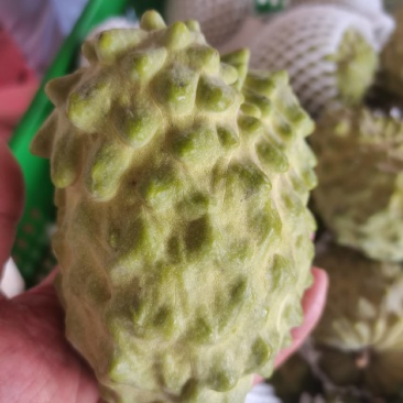 广西精品台湾释枷果，正常供应中，欢迎各大老板来电咨询。