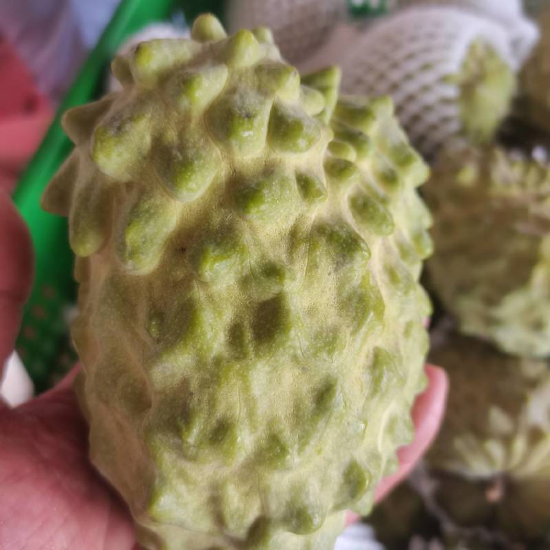 广西精品台湾释枷果，正常供应中，欢迎各大老板来电咨询。