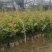 大量出售白花油容器茶苗，实生苗