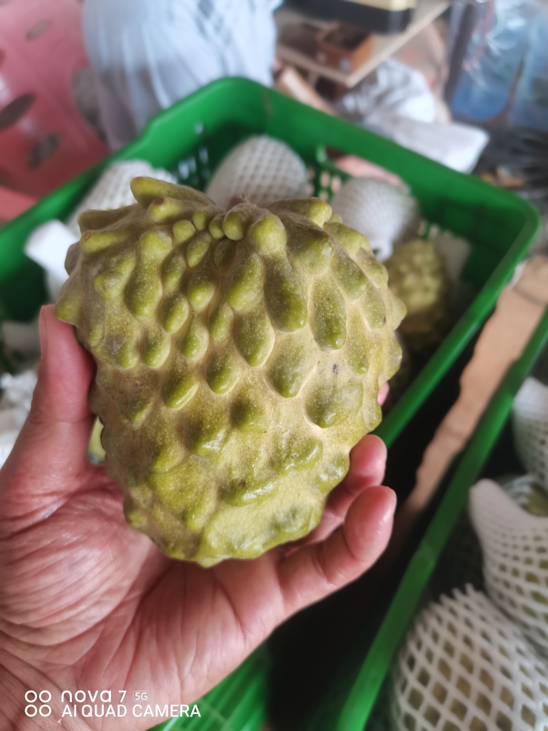 广西精品台湾释枷果，正常供应中，欢迎各大老板来电咨询。