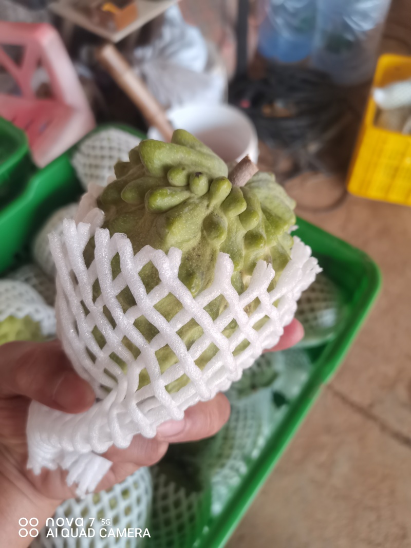 广西精品台湾释枷果，正常供应中，欢迎各大老板来电咨询。