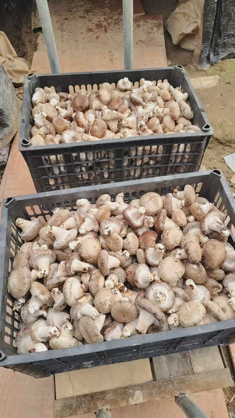 冬菇（广东省内包邮）基地直发，批发零售皆可。