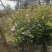 大量出售白花油容器茶苗，实生苗
