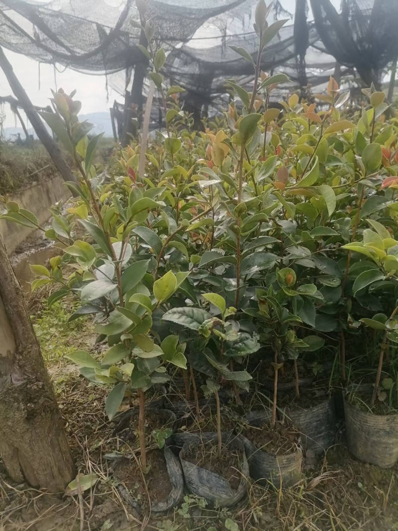大量出售白花油容器茶苗，实生苗