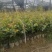 大量出售白花油容器茶苗，实生苗
