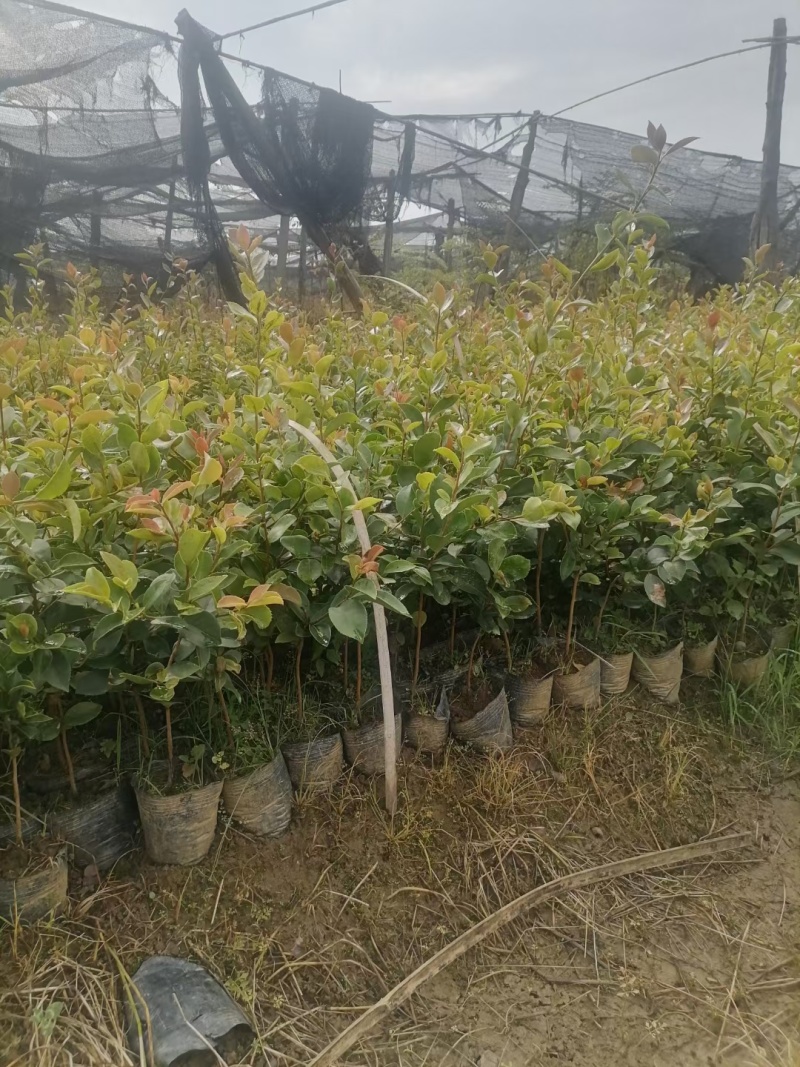 大量出售白花油容器茶苗，实生苗