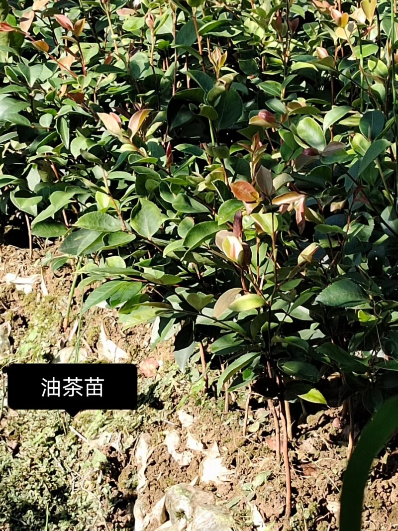 大量出售白花油容器茶苗，实生苗