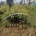 大量出售白花油容器茶苗，实生苗
