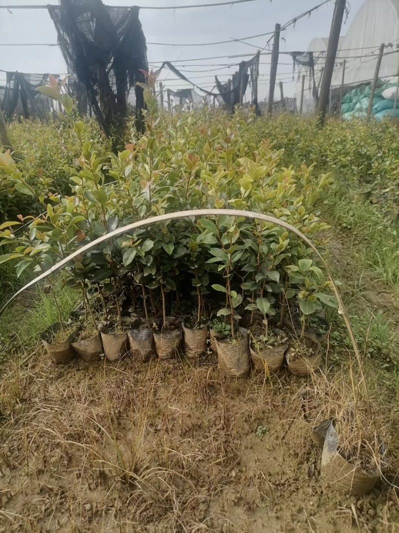 大量出售白花油容器茶苗，实生苗