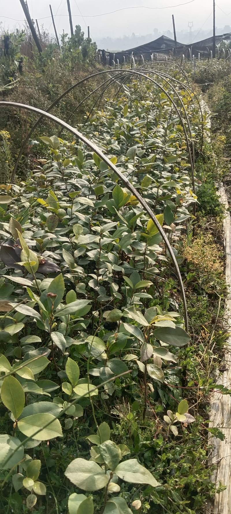 大量出售白花油容器茶苗，实生苗