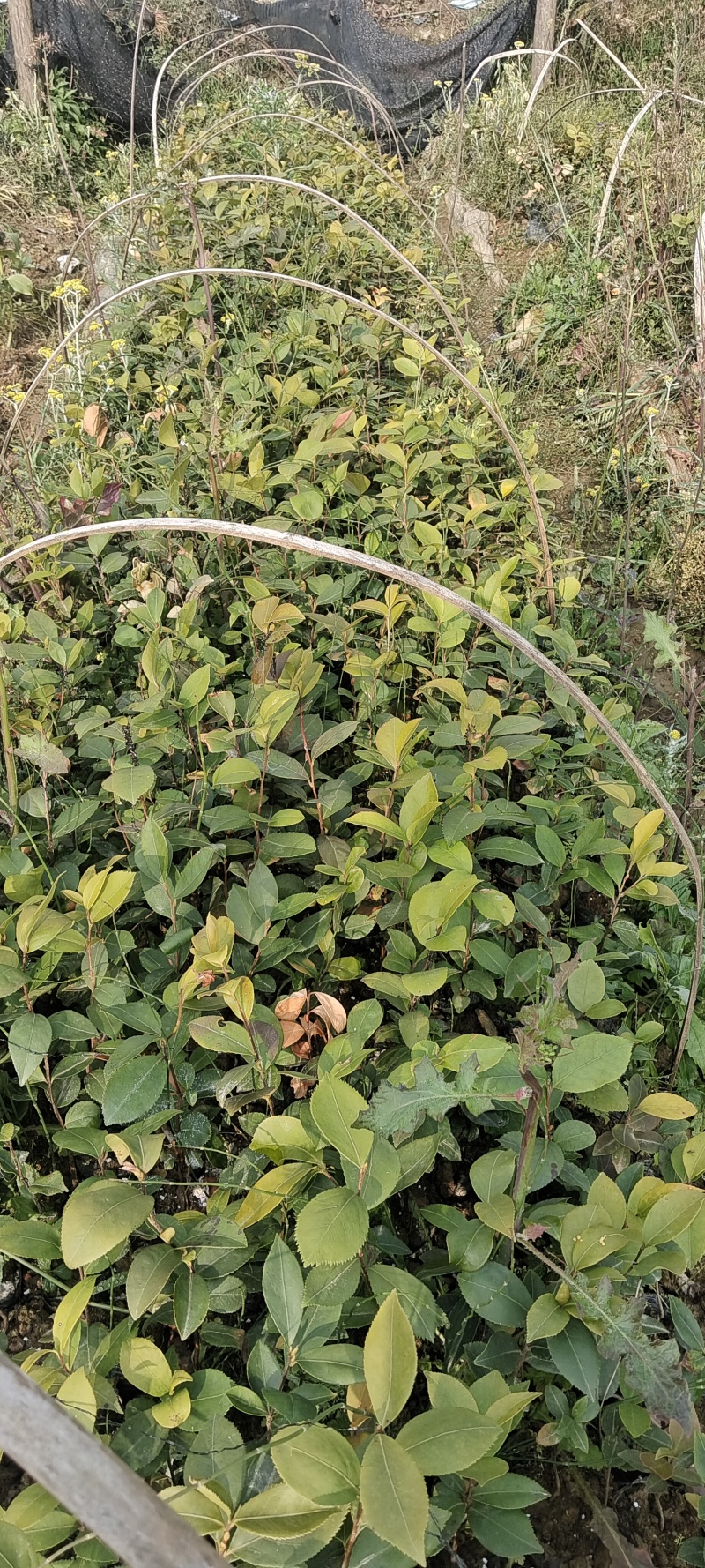 大量出售白花油容器茶苗，实生苗