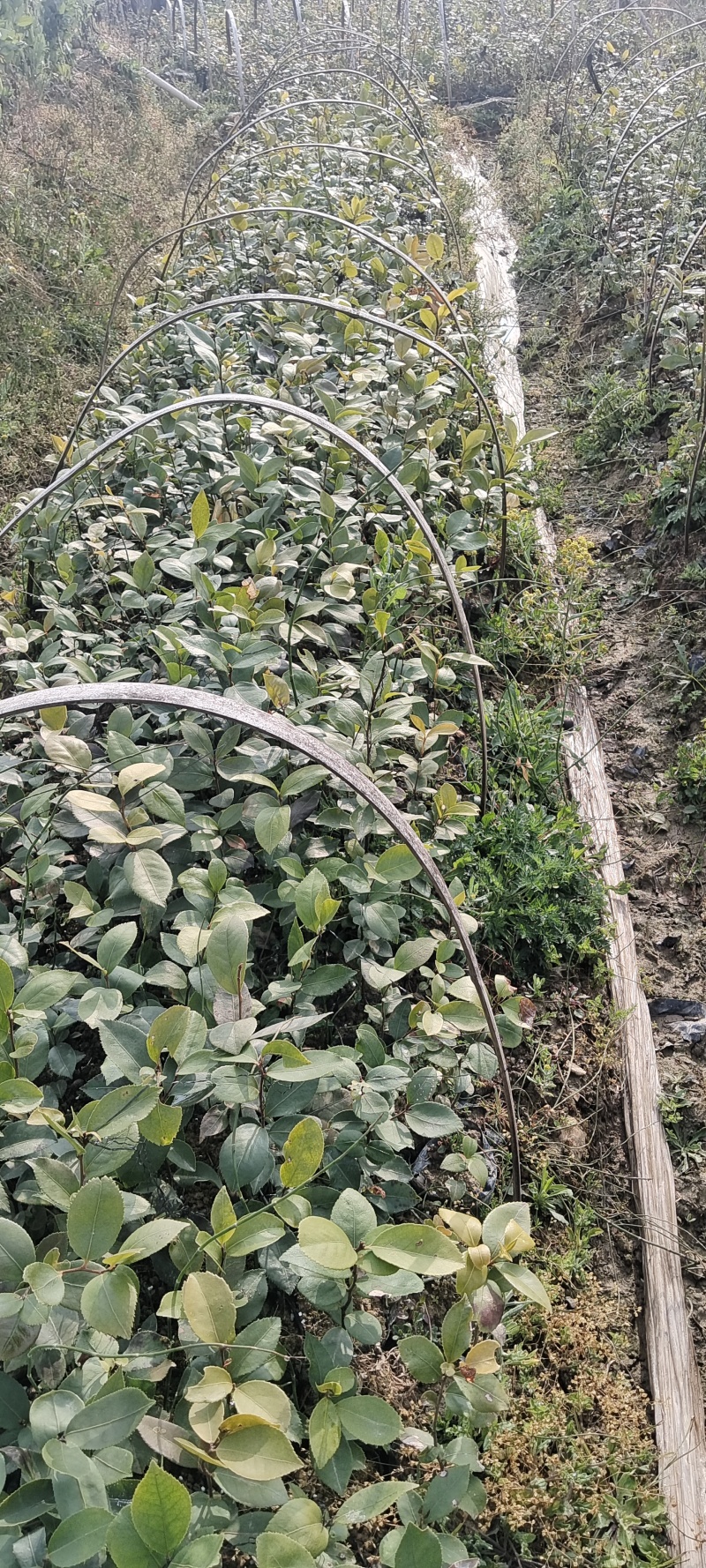 大量出售白花油容器茶苗，实生苗